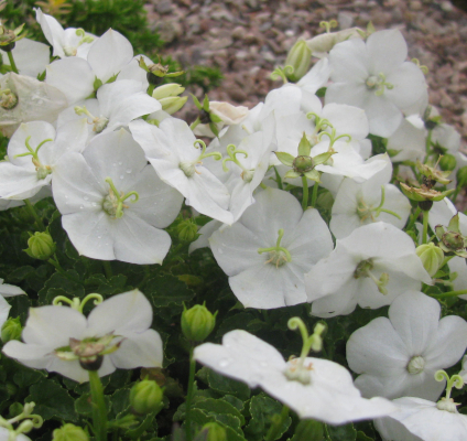 Campanula Blithe Spirit